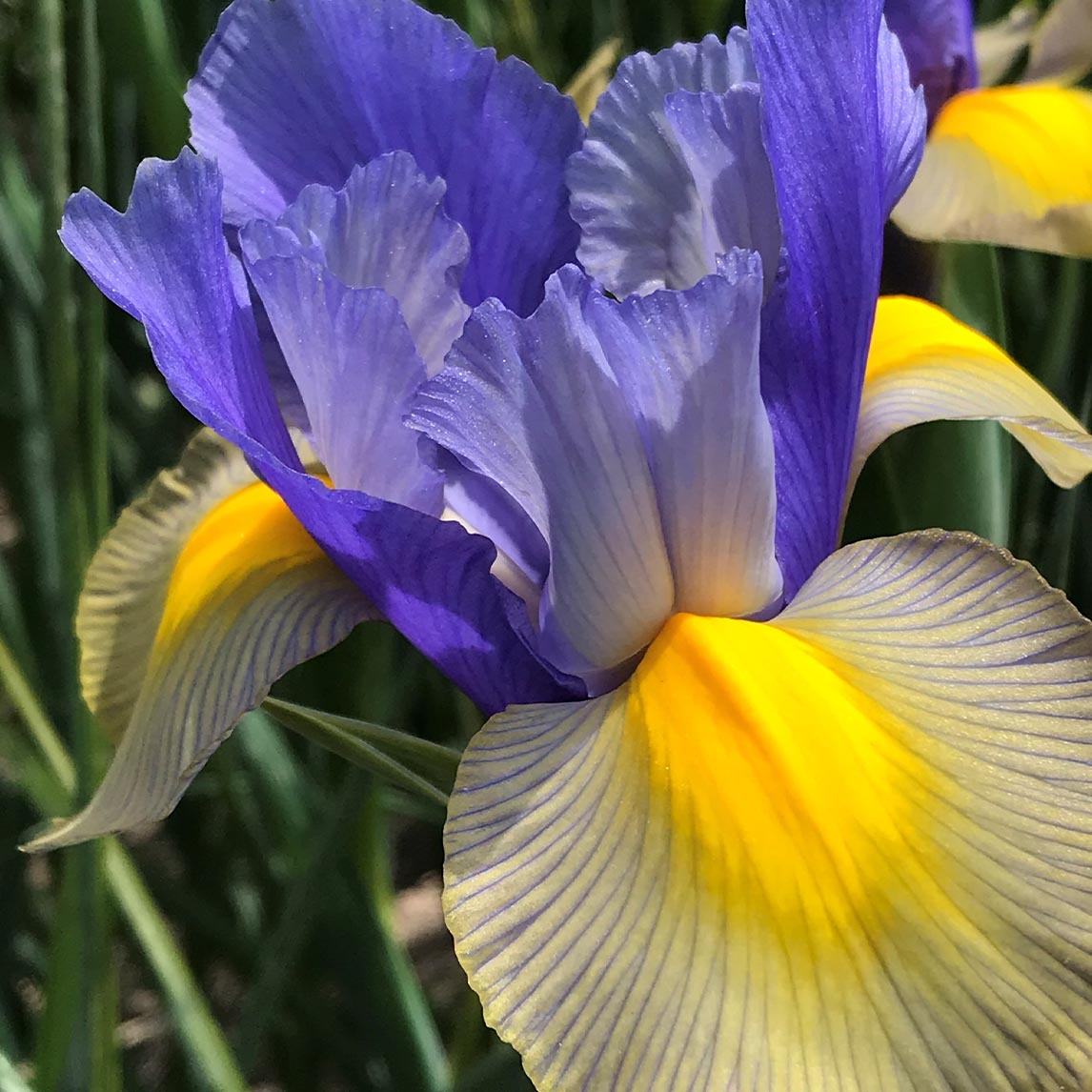 Dutch Iris 'Gypsy Beauty' (3 Bulbs)