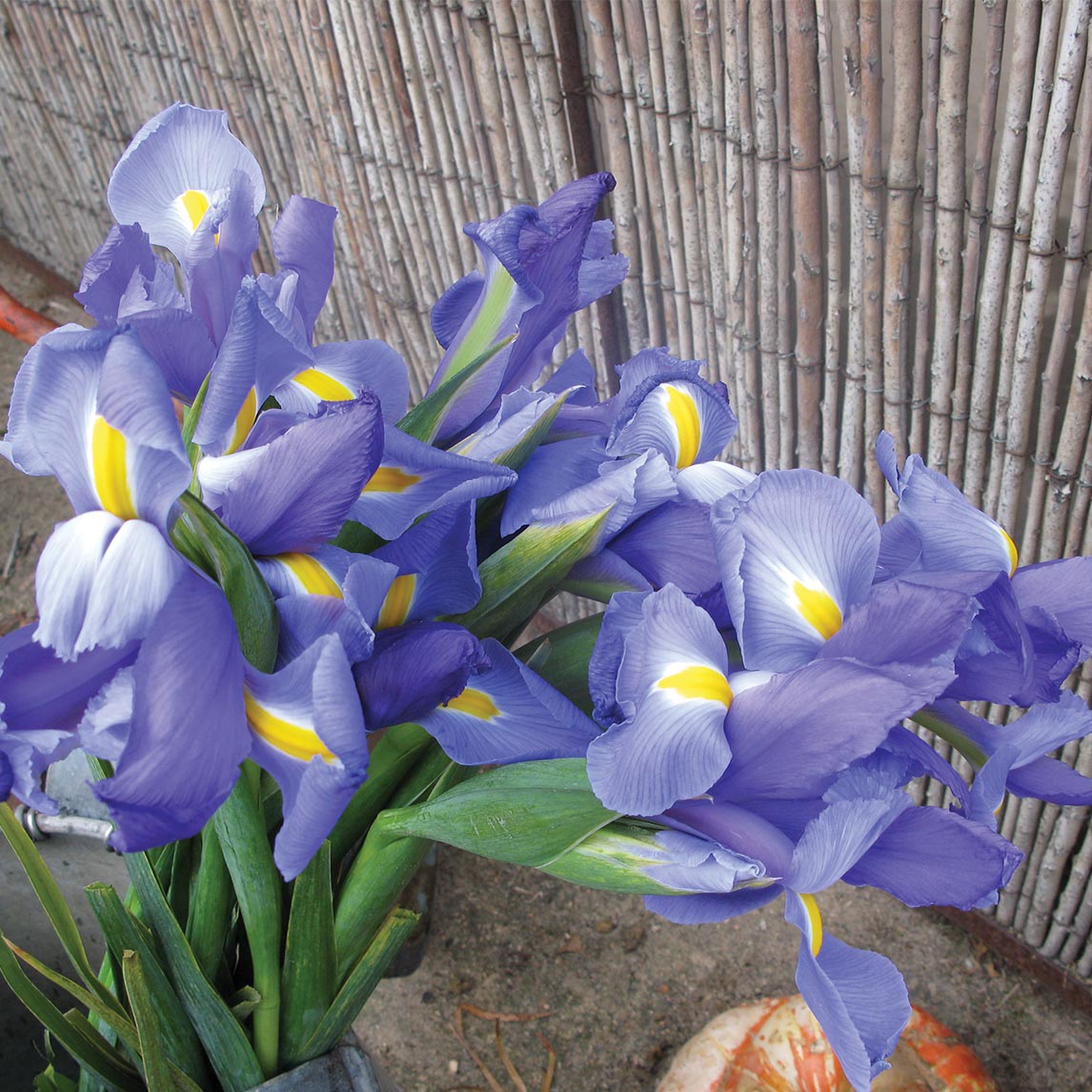 Dutch Iris 'Professor Blaauw' (3 Bulbs)