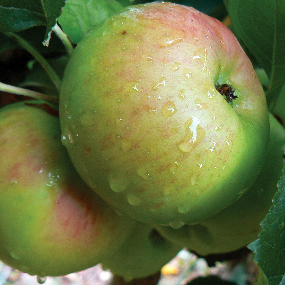 Dwarf Apple 'Bramley's Seedling'