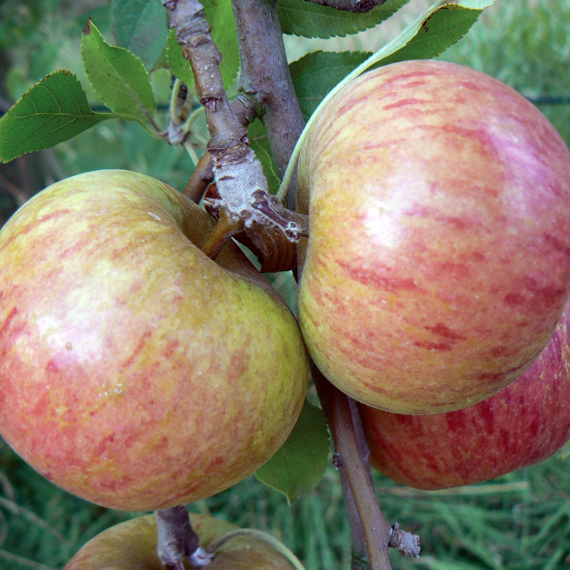 Dwarf Apple 'Cox's Orange Pippin'