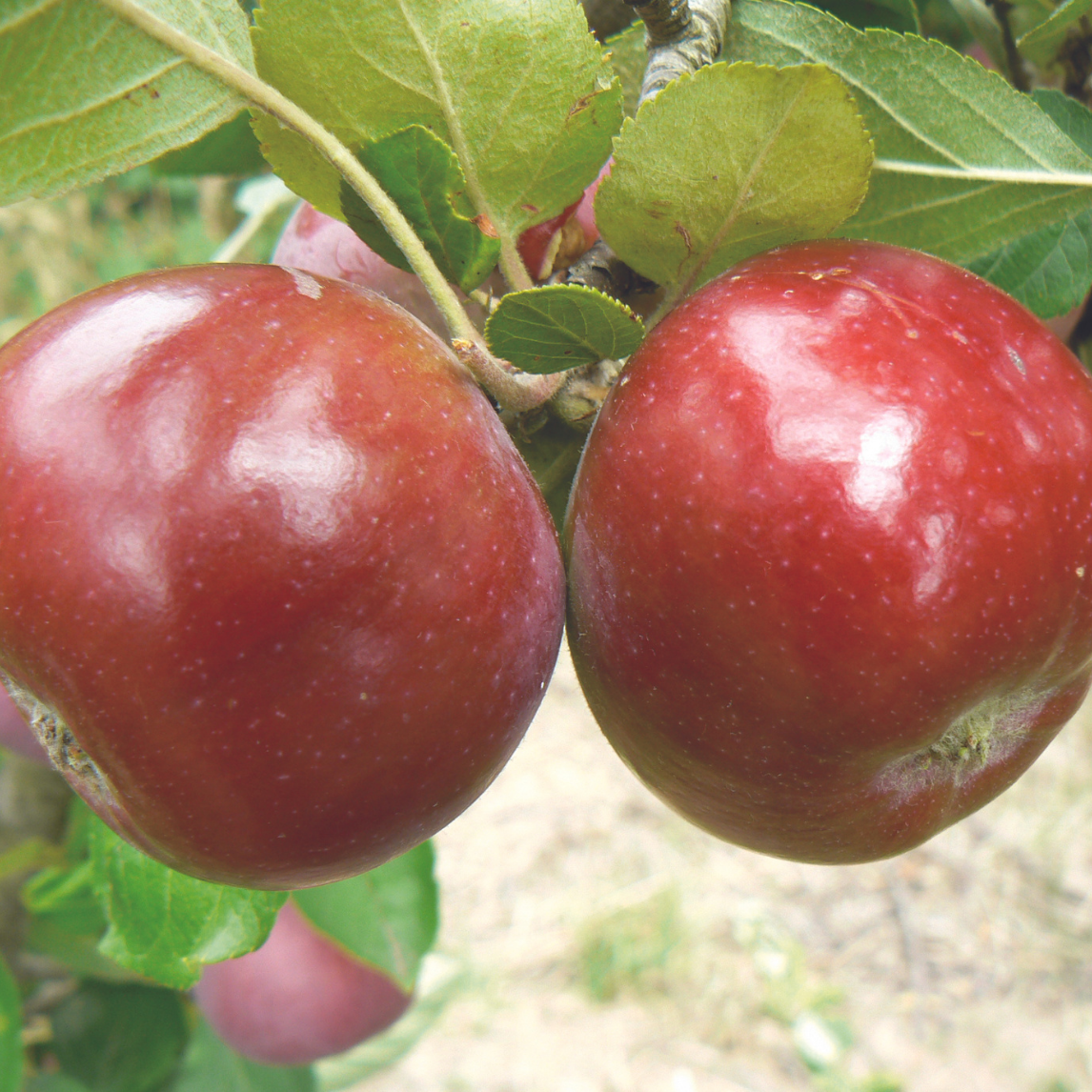 Dwarf Apple 'Early McIntosh'