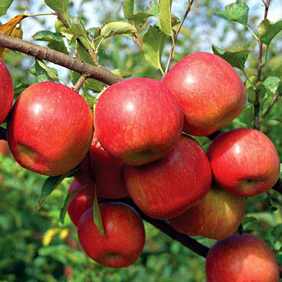 Dwarf Apple 'Fuji'