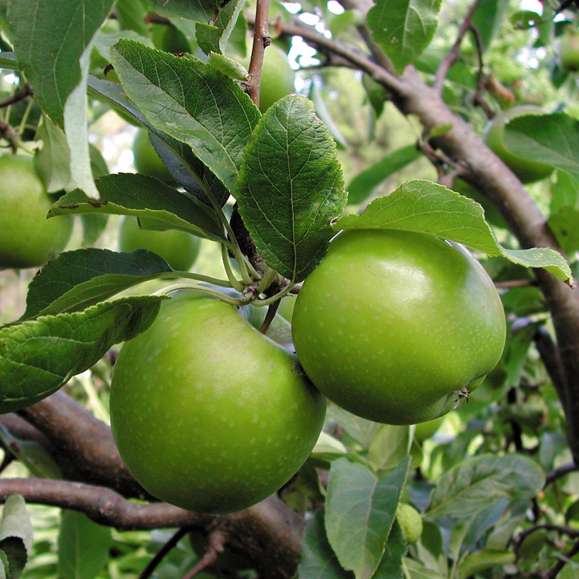 Dwarf Apple &#39;Granny Smith&#39;