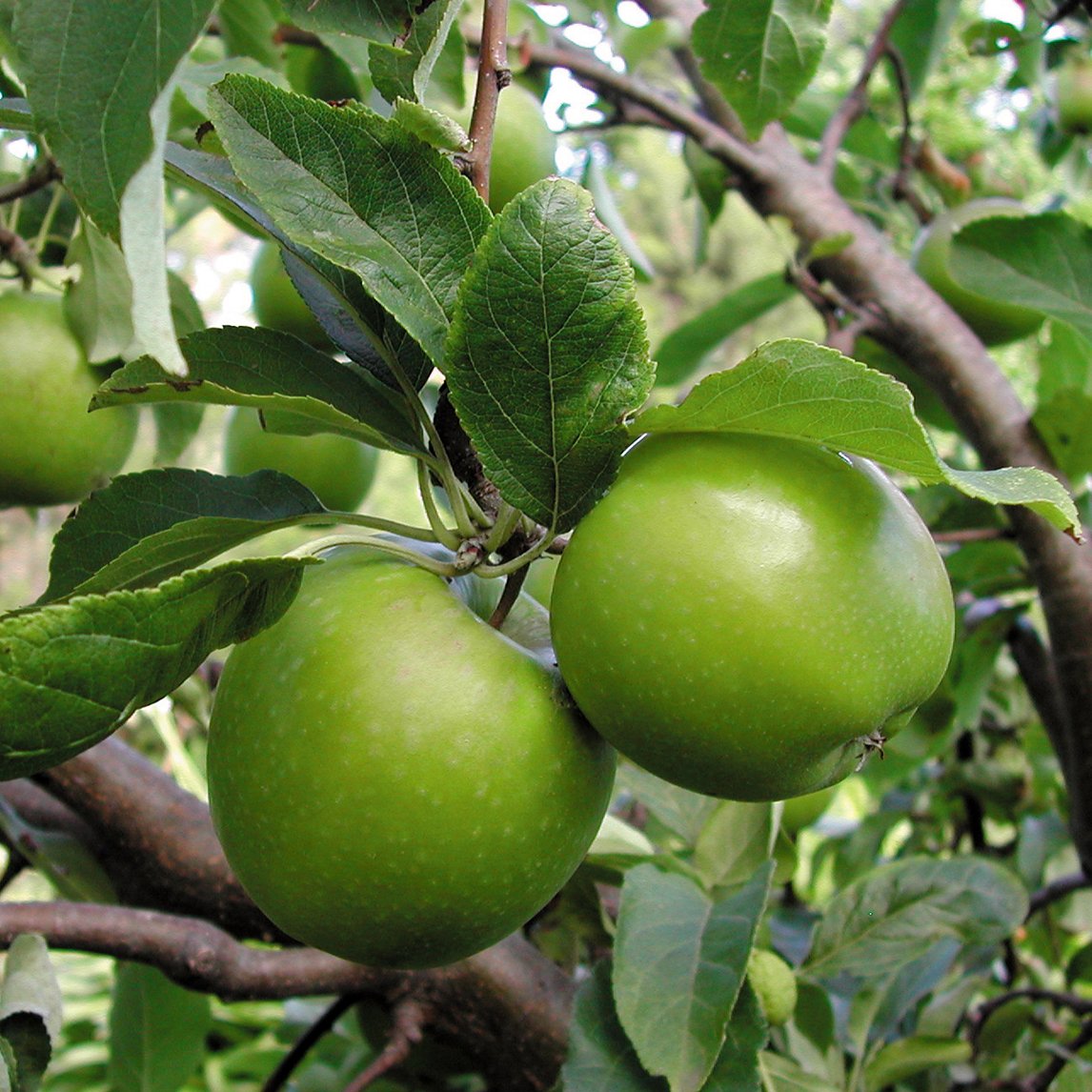 Dwarf Apple 'Granny Smith'
