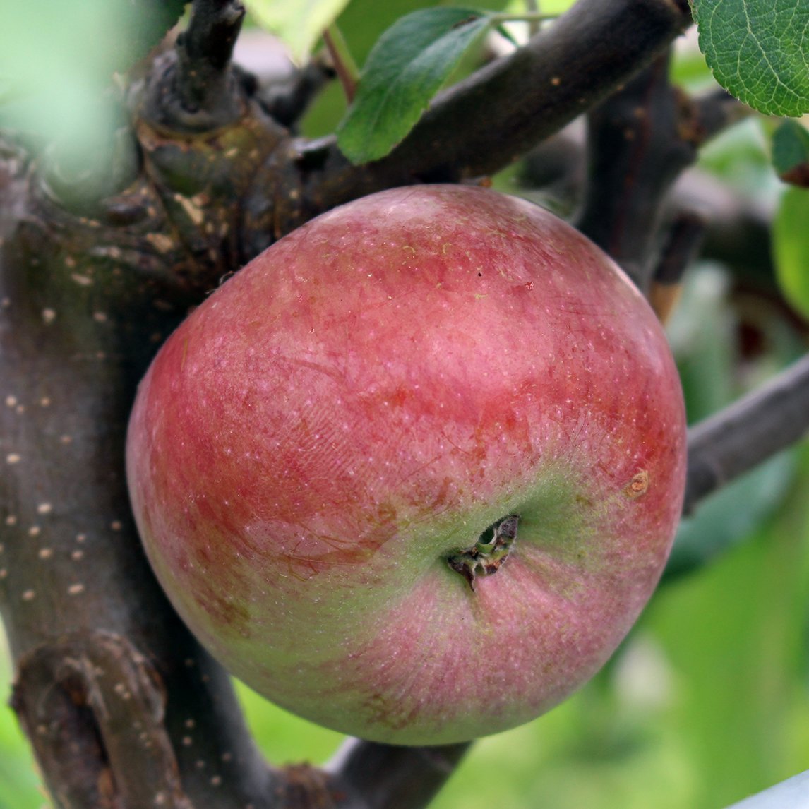 Dwarf Apple 'Snow'