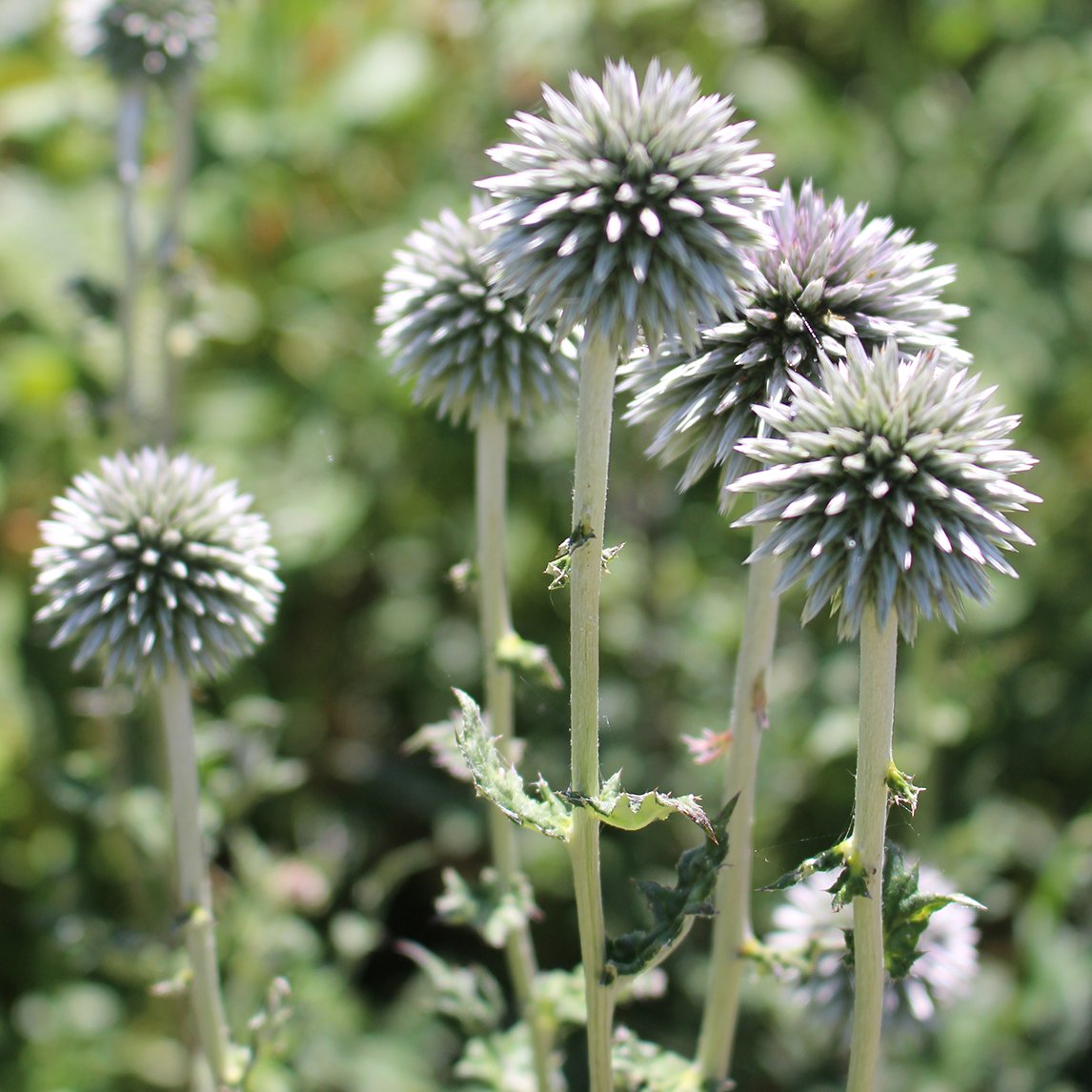 Echinops &#39;Star Frost&#39;