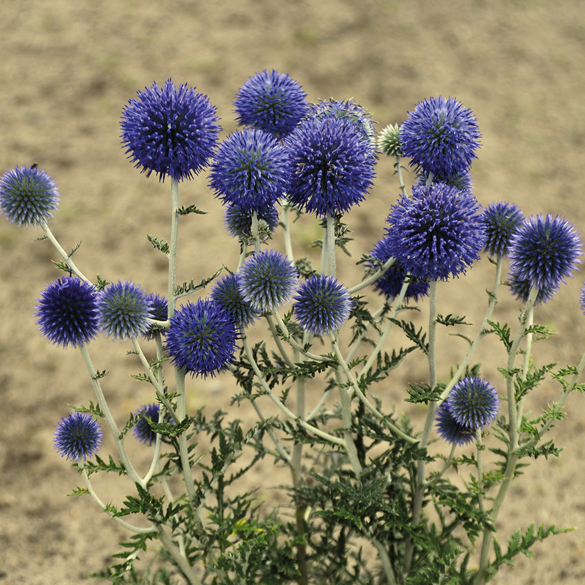 Echinops 'Platinum Blue'