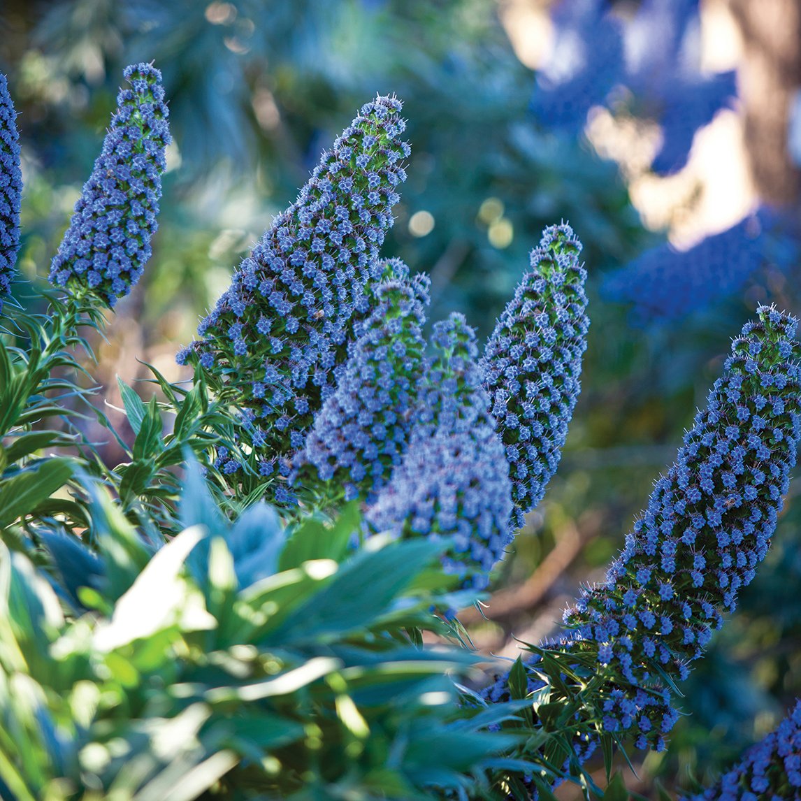 The Diggers Club - Echium 'Heronswood Blue'