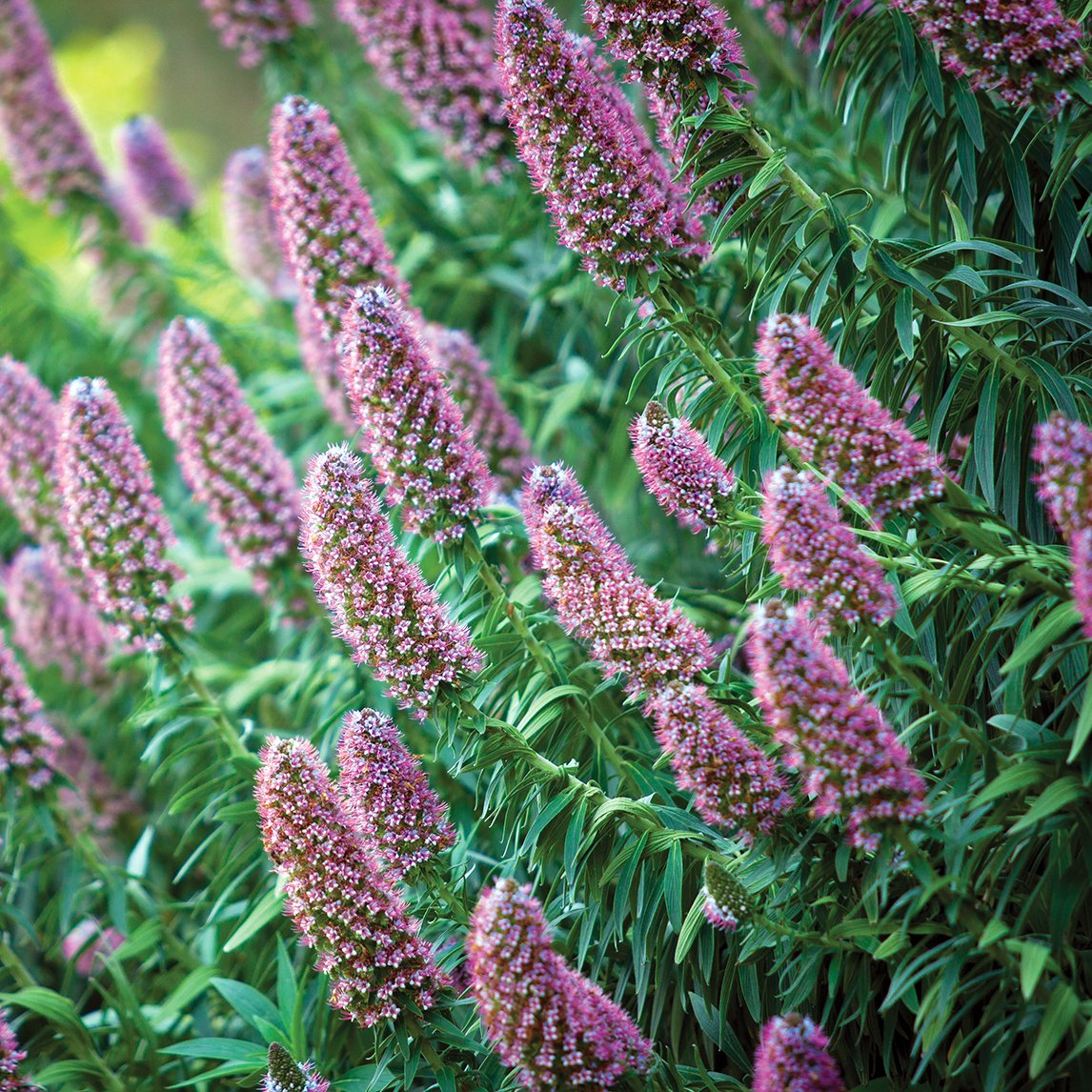 Echium 'Heronswood Pink'