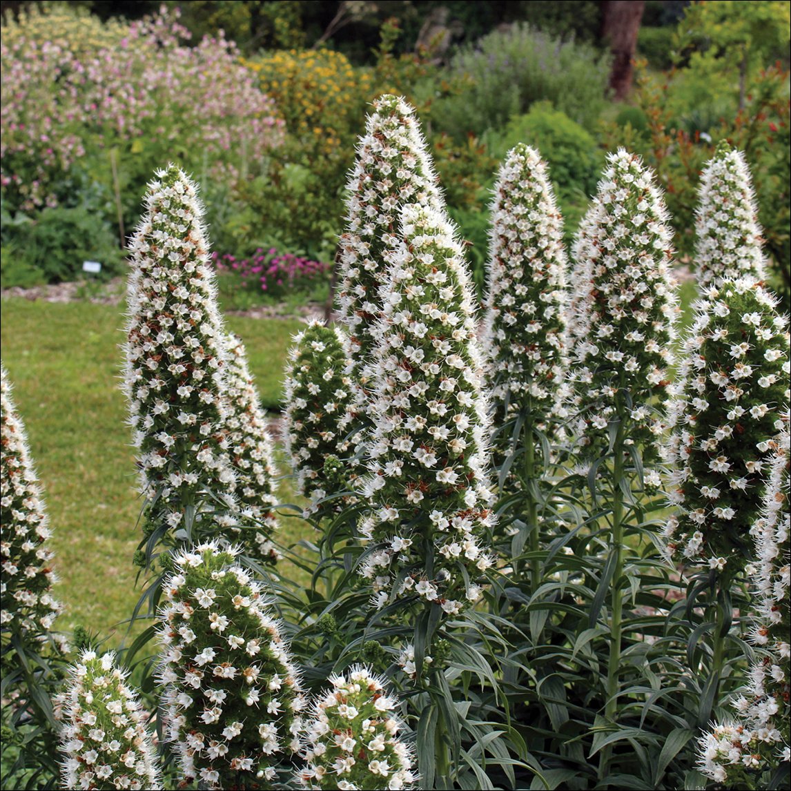 Echium &#39;Heronswood White&#39;