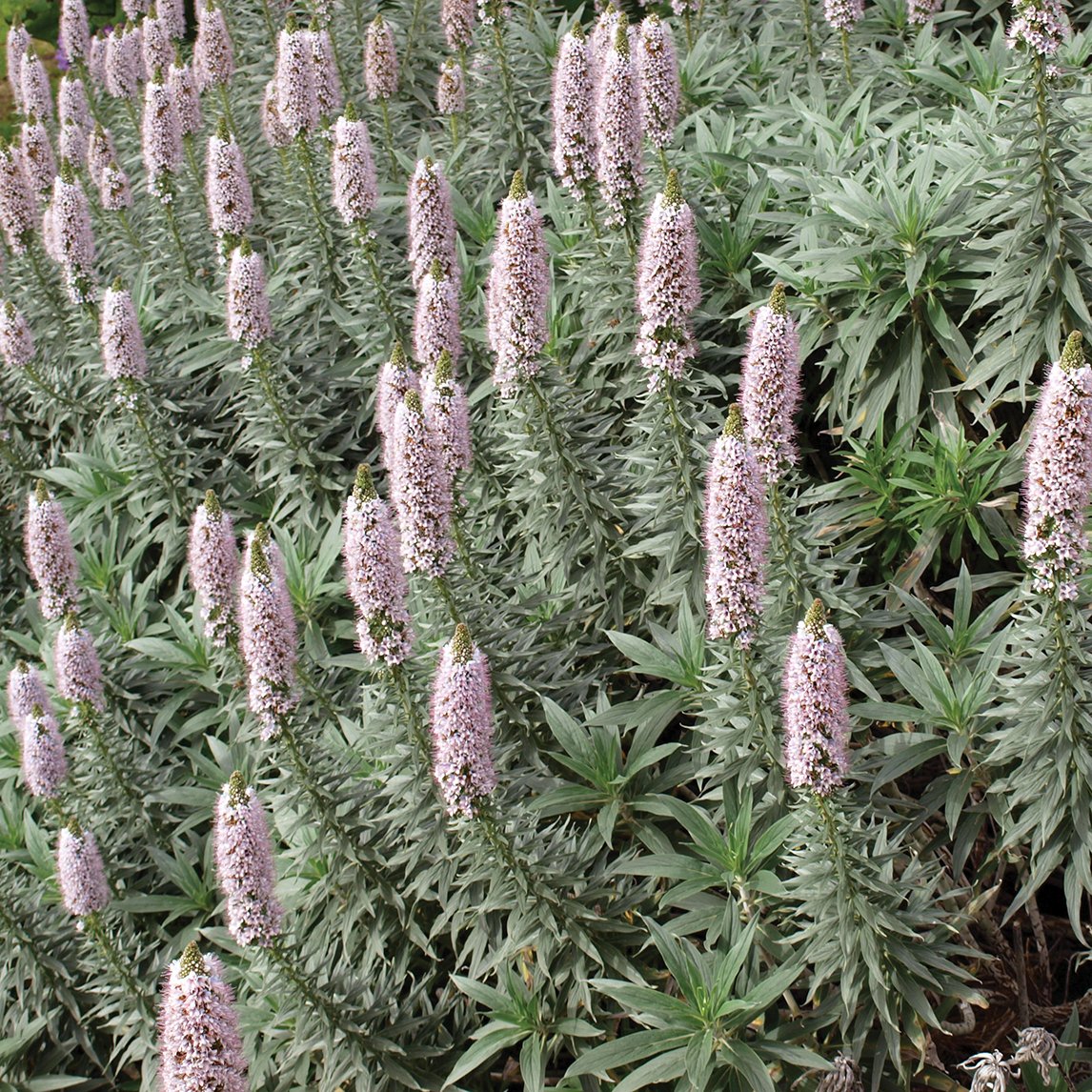 Echium &#39;Silver Pink&#39;