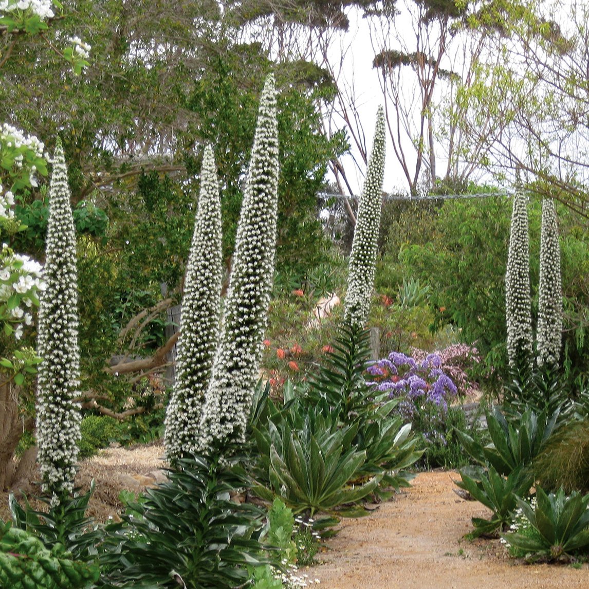 Echium Simplex