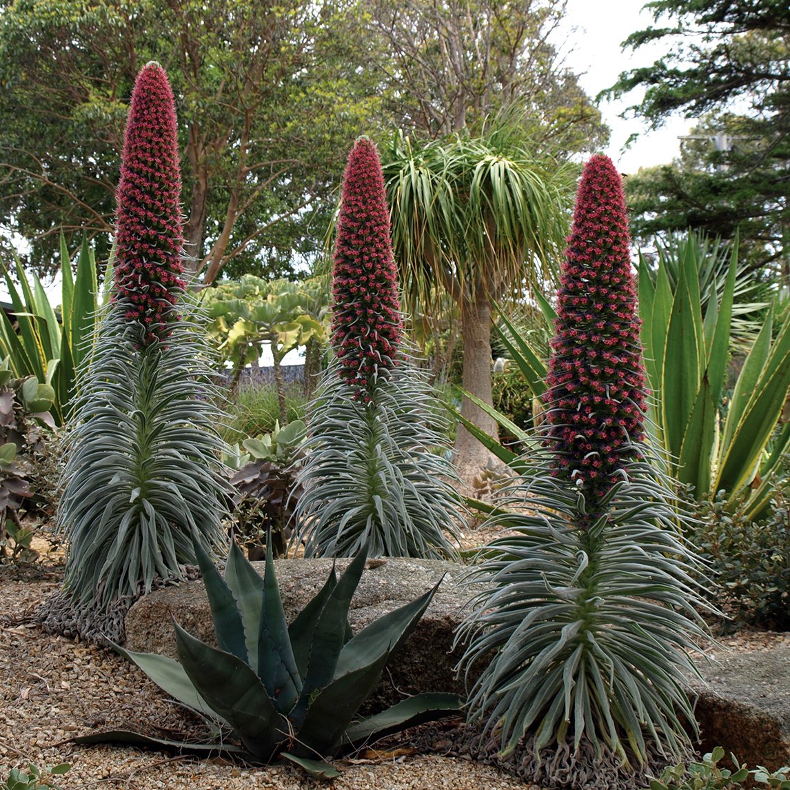 Echium wildpretii