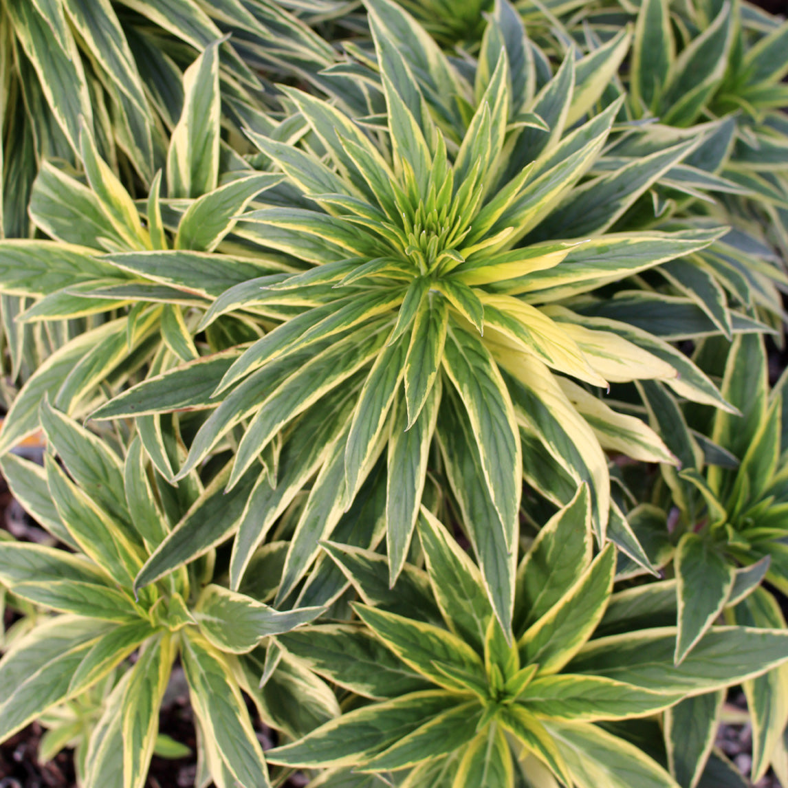 Echium 'Star Of Madeira'