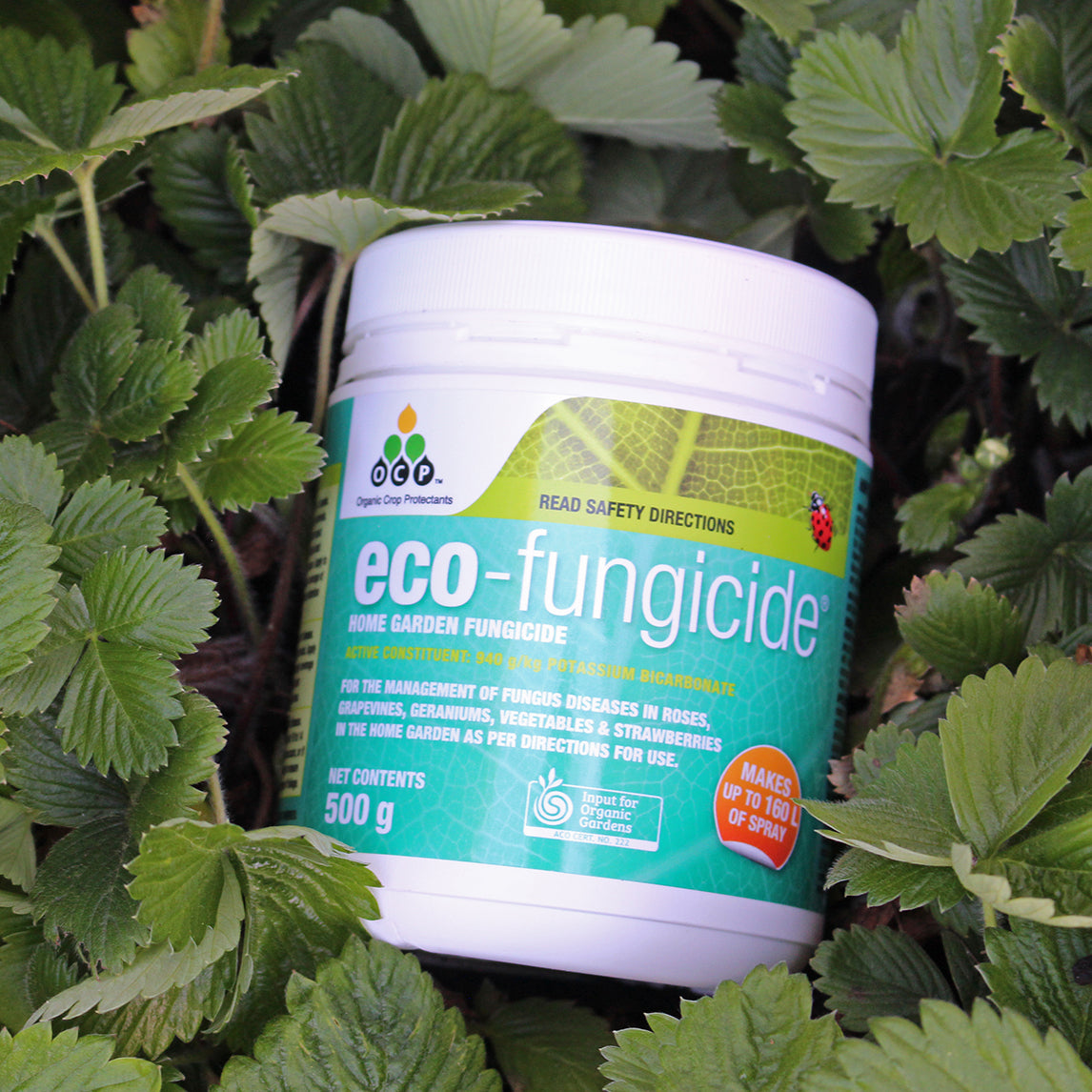 best fungicide for potted plants Eco-Fungicide