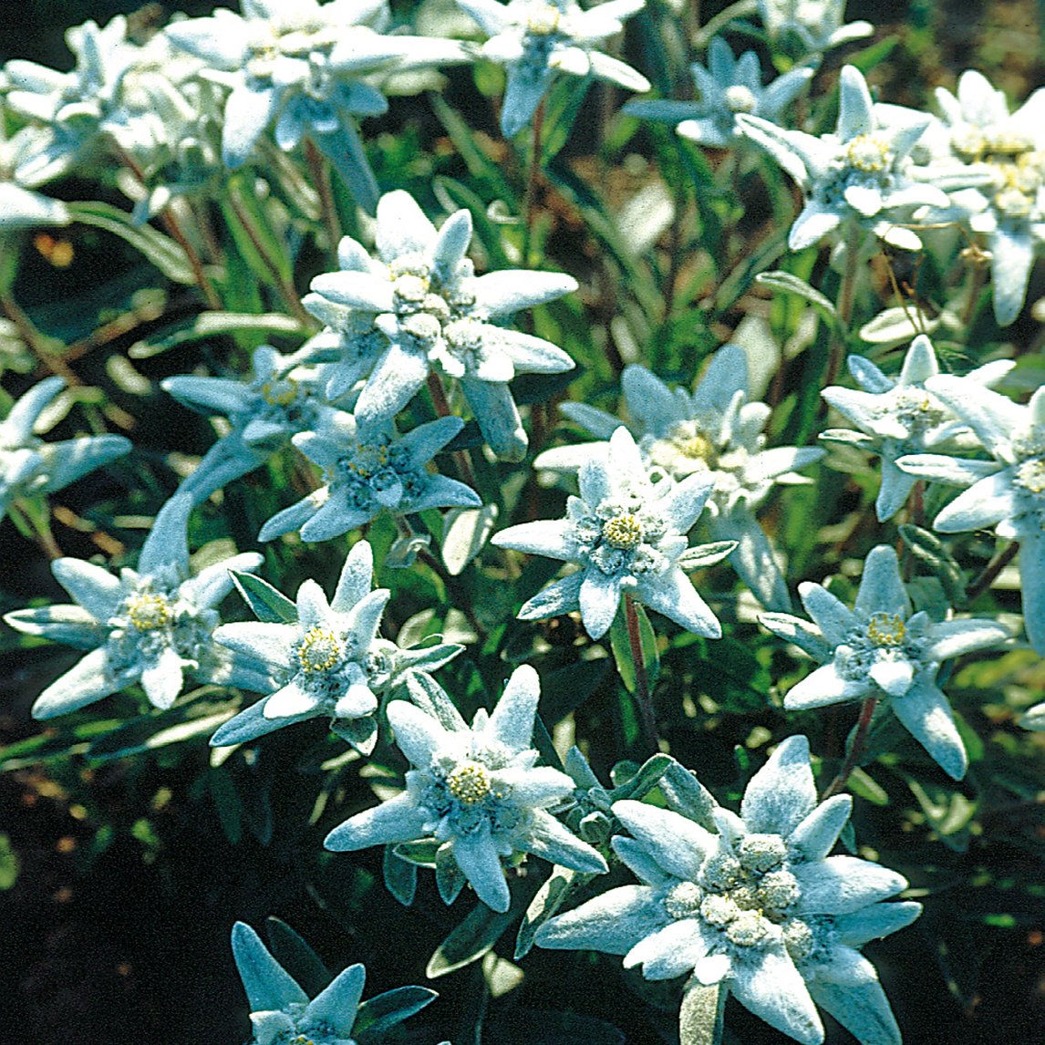 Edelweiss