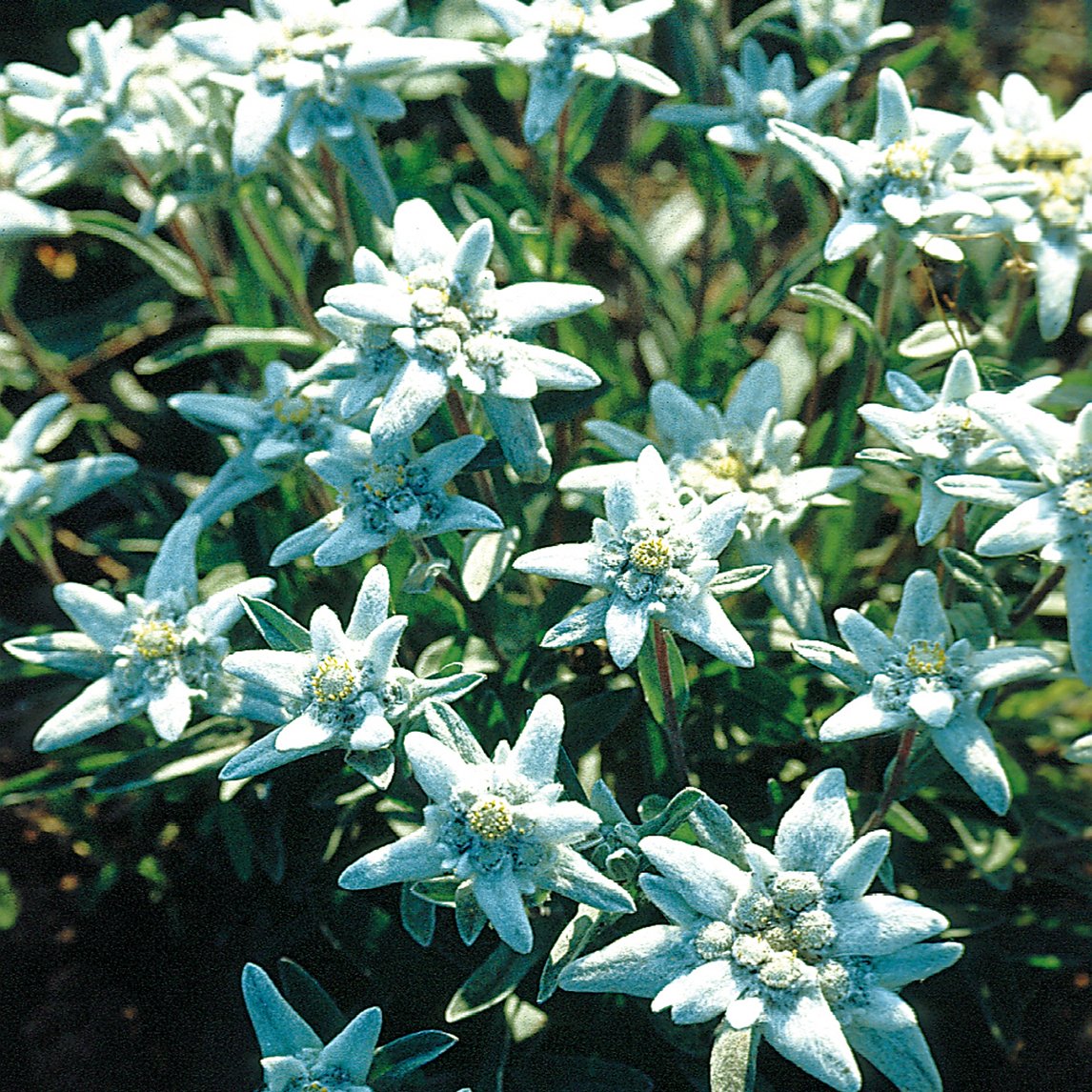 Edelweiss Flower Edelweiss Leontopodium Alpinum 100 Seeds edelweiss-flower-edelweiss-leontopodium-alpinum-100-seeds