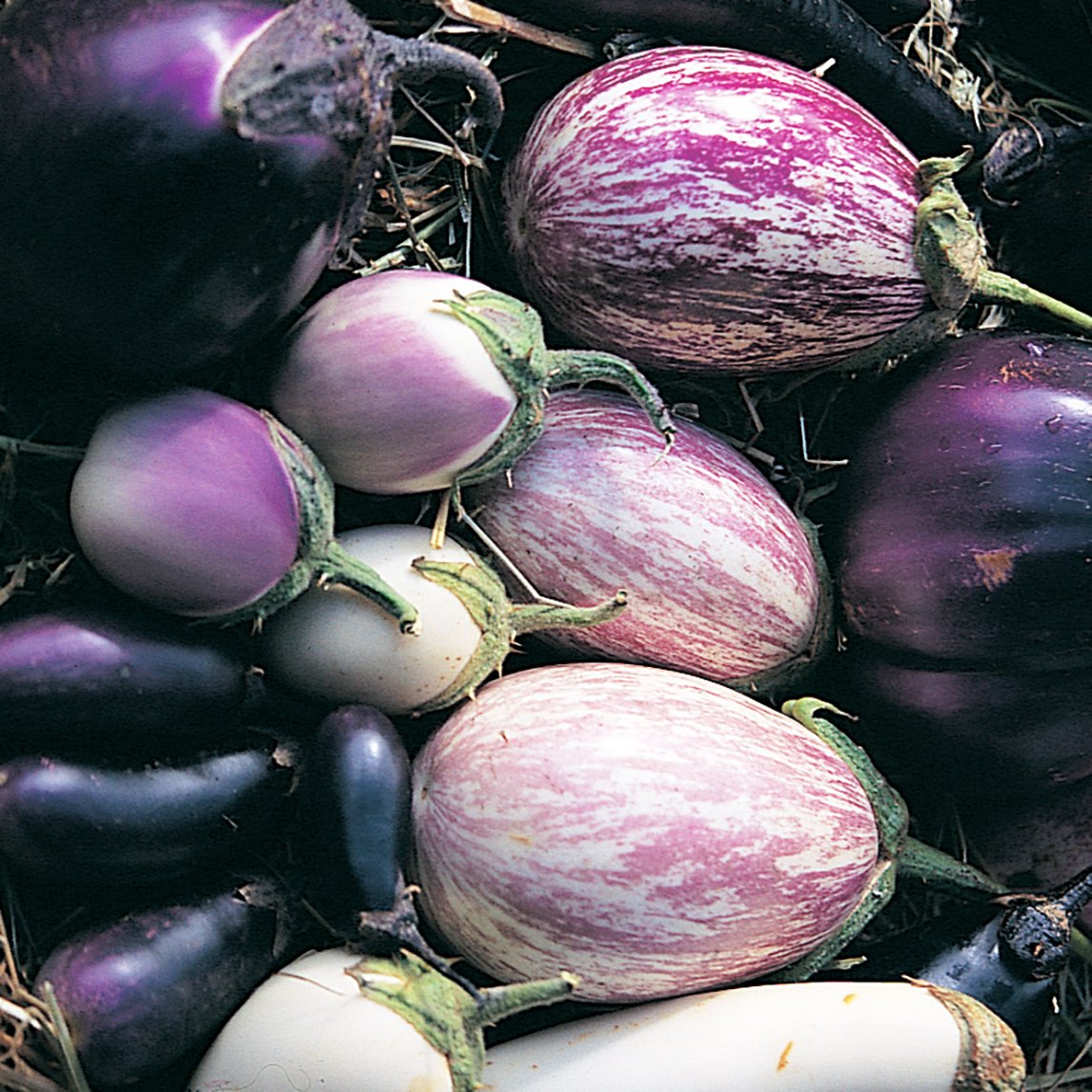 Eggplant Heirloom Mix