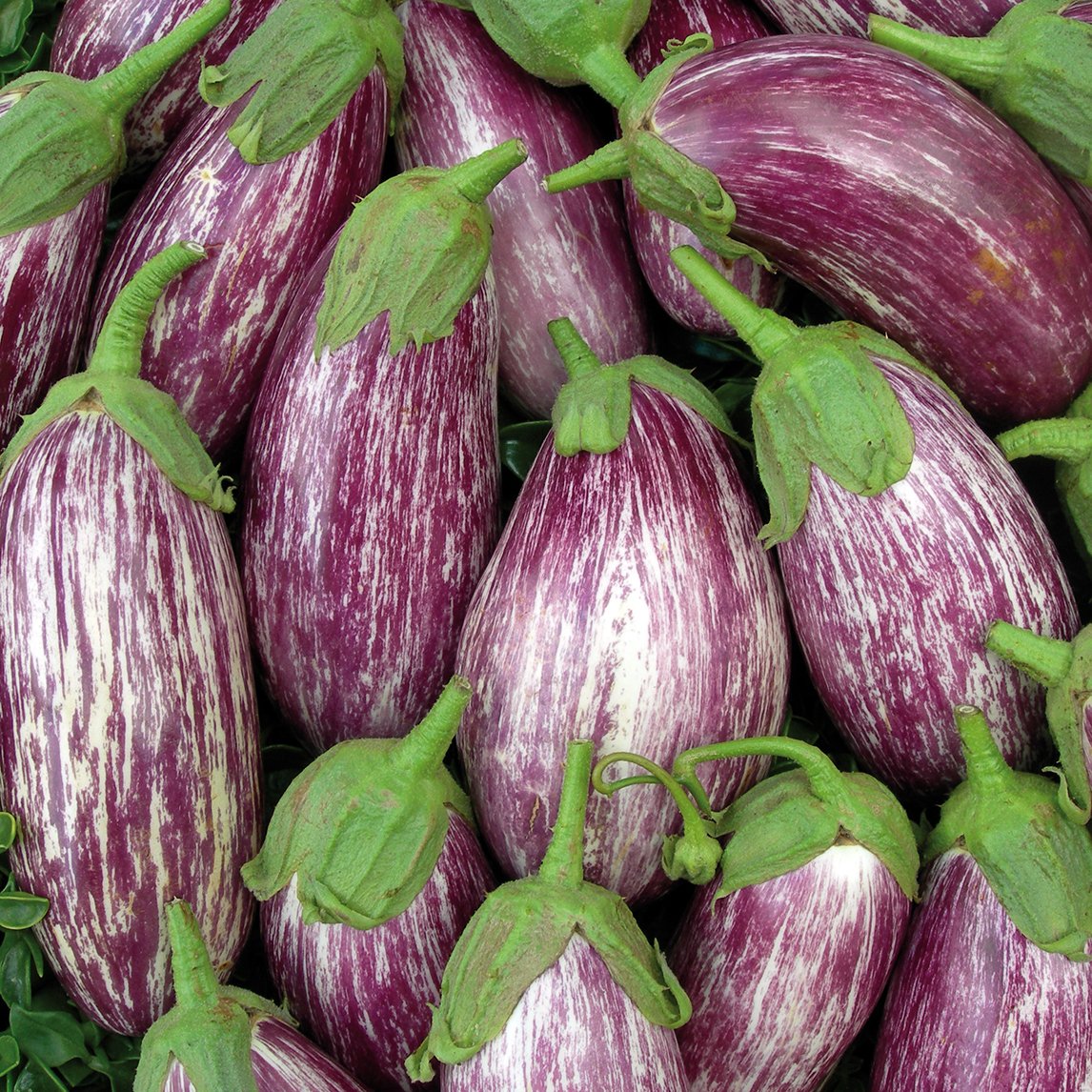 Eggplant &#39;Listada de Gandia&#39; (Organic)