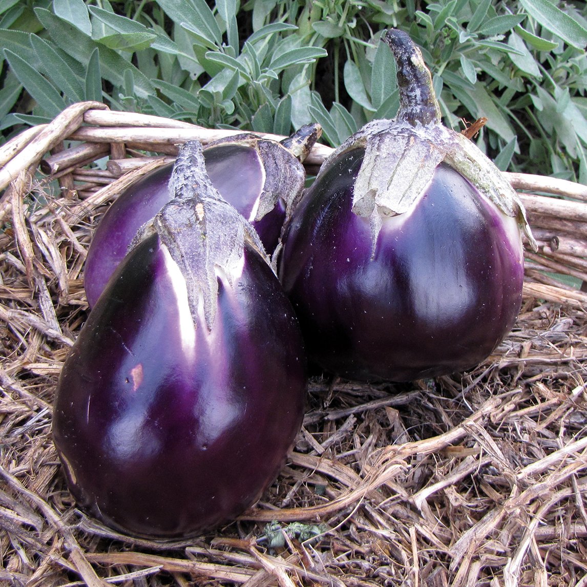 Eggplant &#39;Violetta Di Firenze&#39;