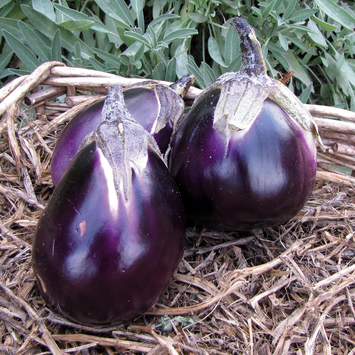 Eggplant 'Violetta Di Firenze'