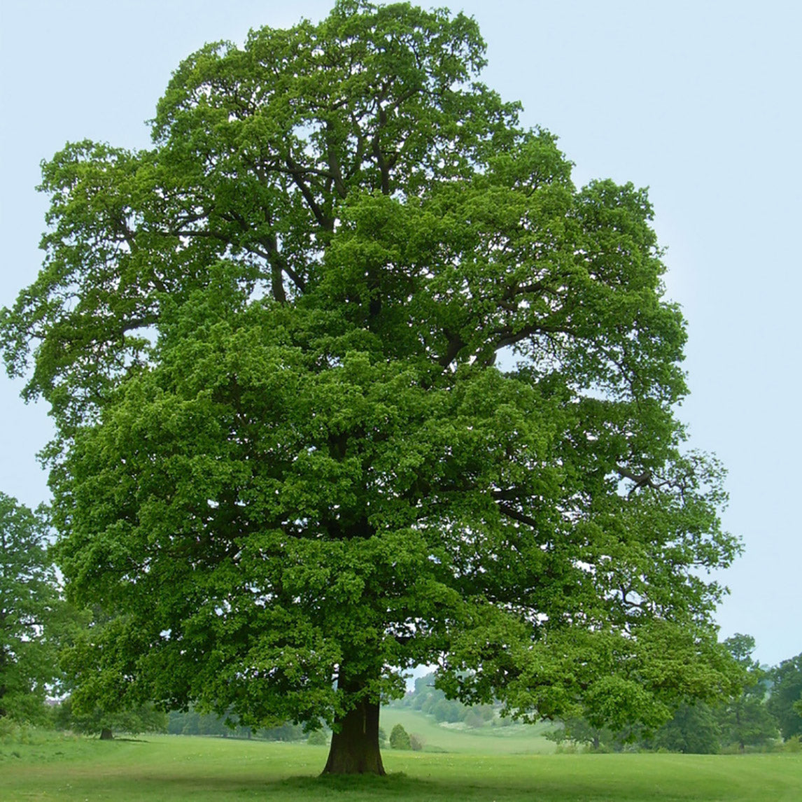 English Oak Seeds