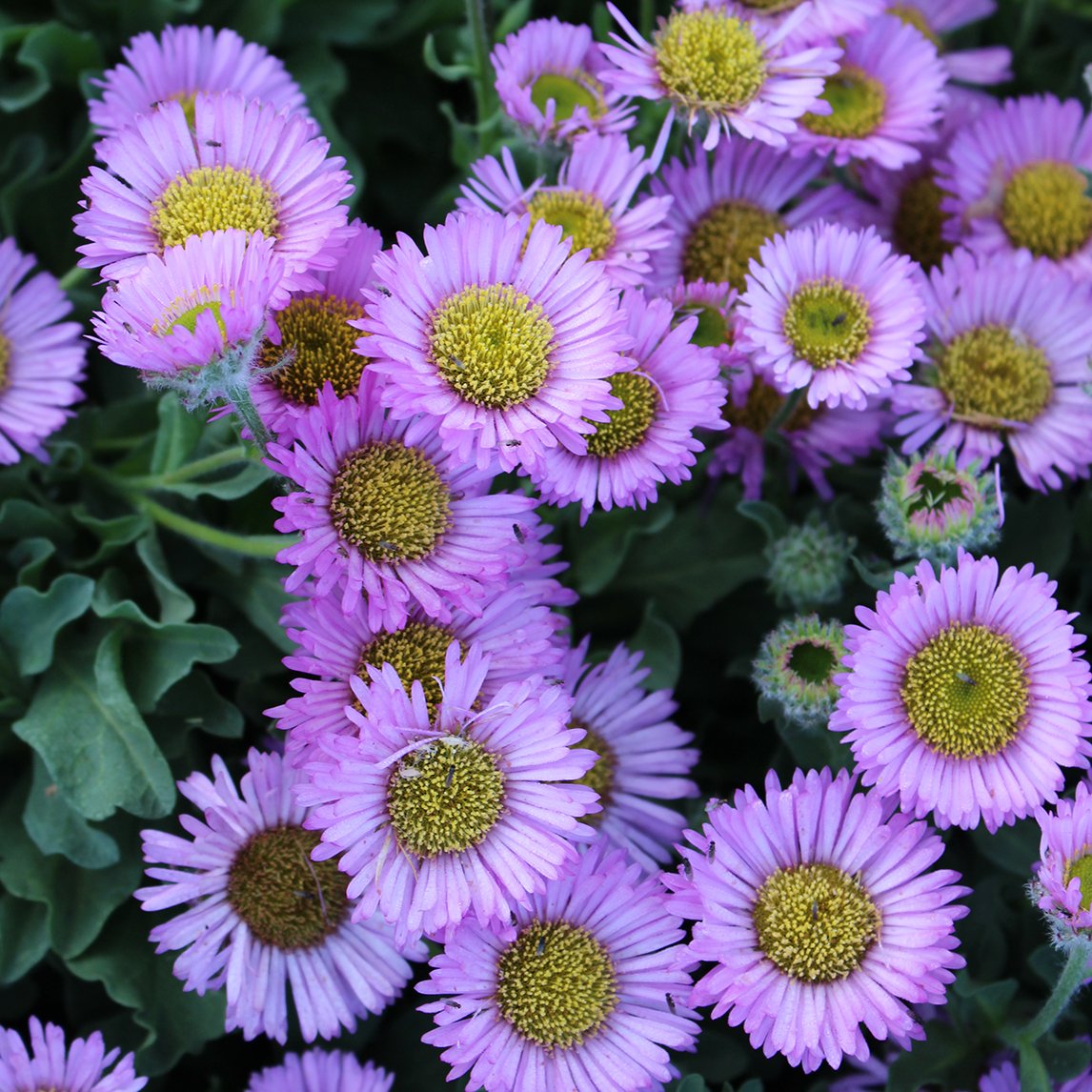 Erigeron ‘quakeress’