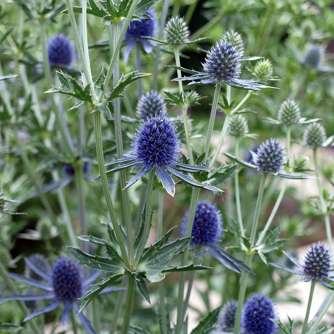 Image of Sea holly flower