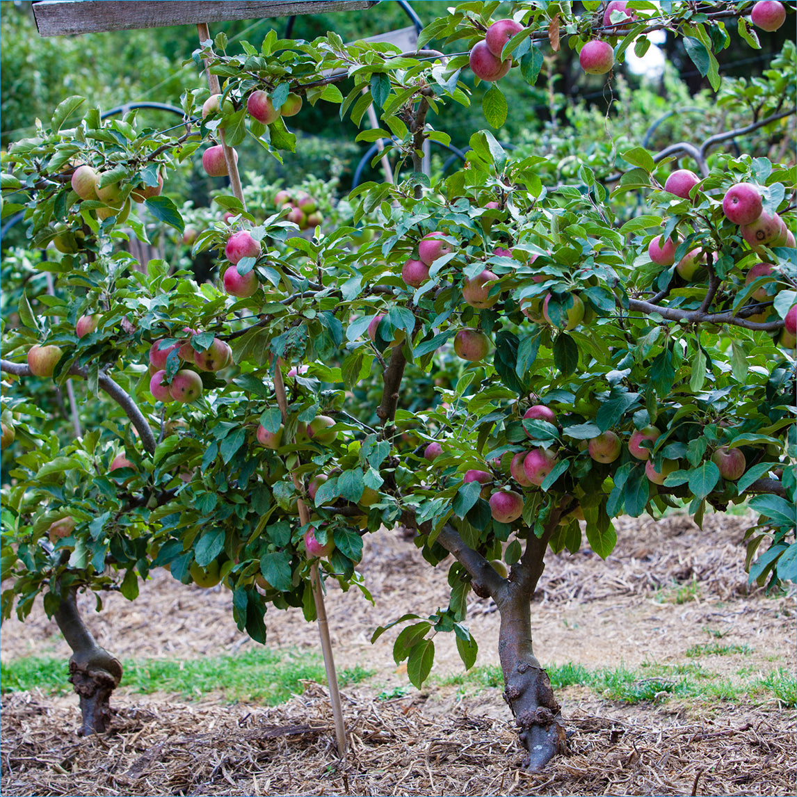 Espalier Apple Orchard Collection
