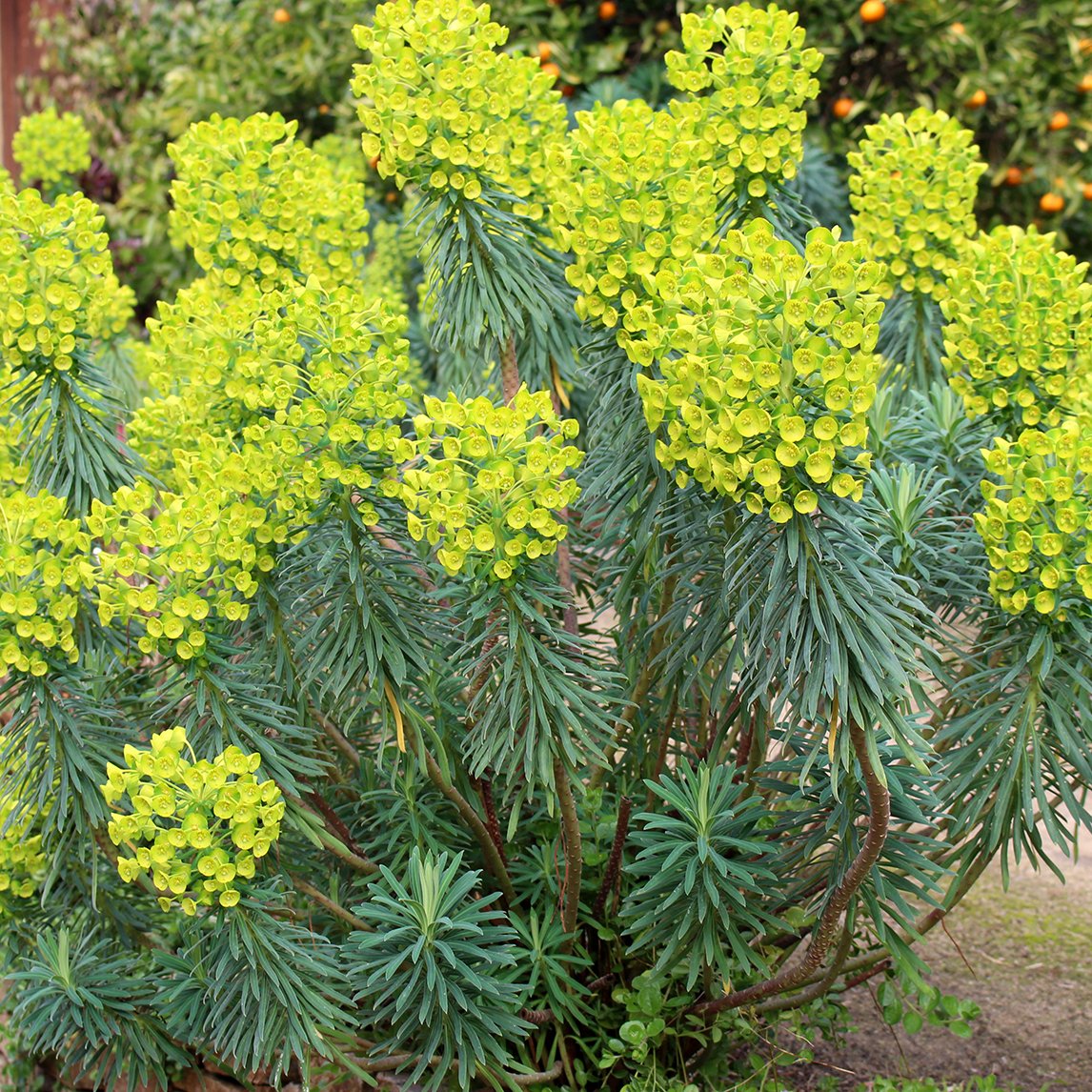 Euphorbia Wulfenii