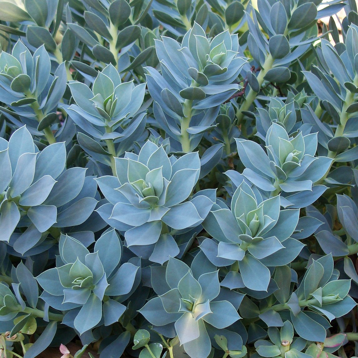 Euphorbia myrsinites