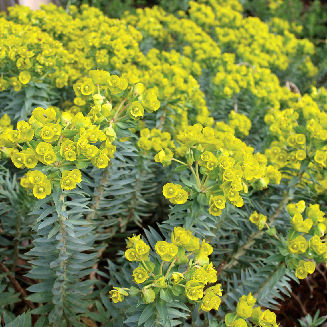 Euphorbia Rigida