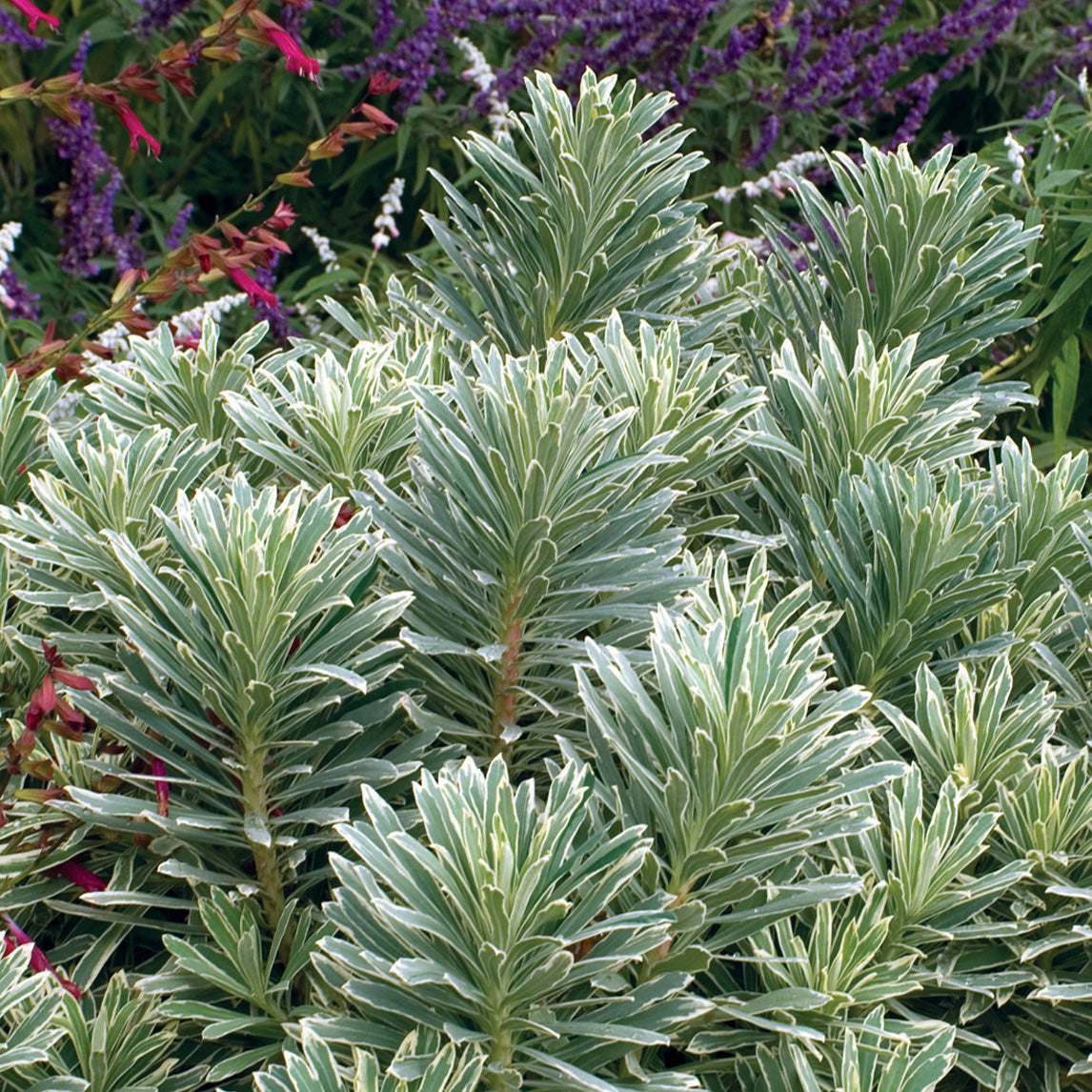 Euphorbia 'Silver Swan'