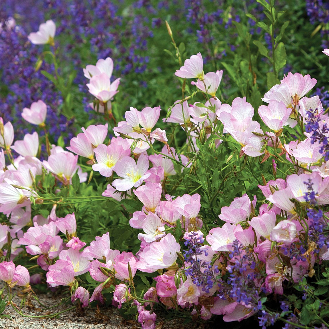 evening-primrose-pink-plant-
