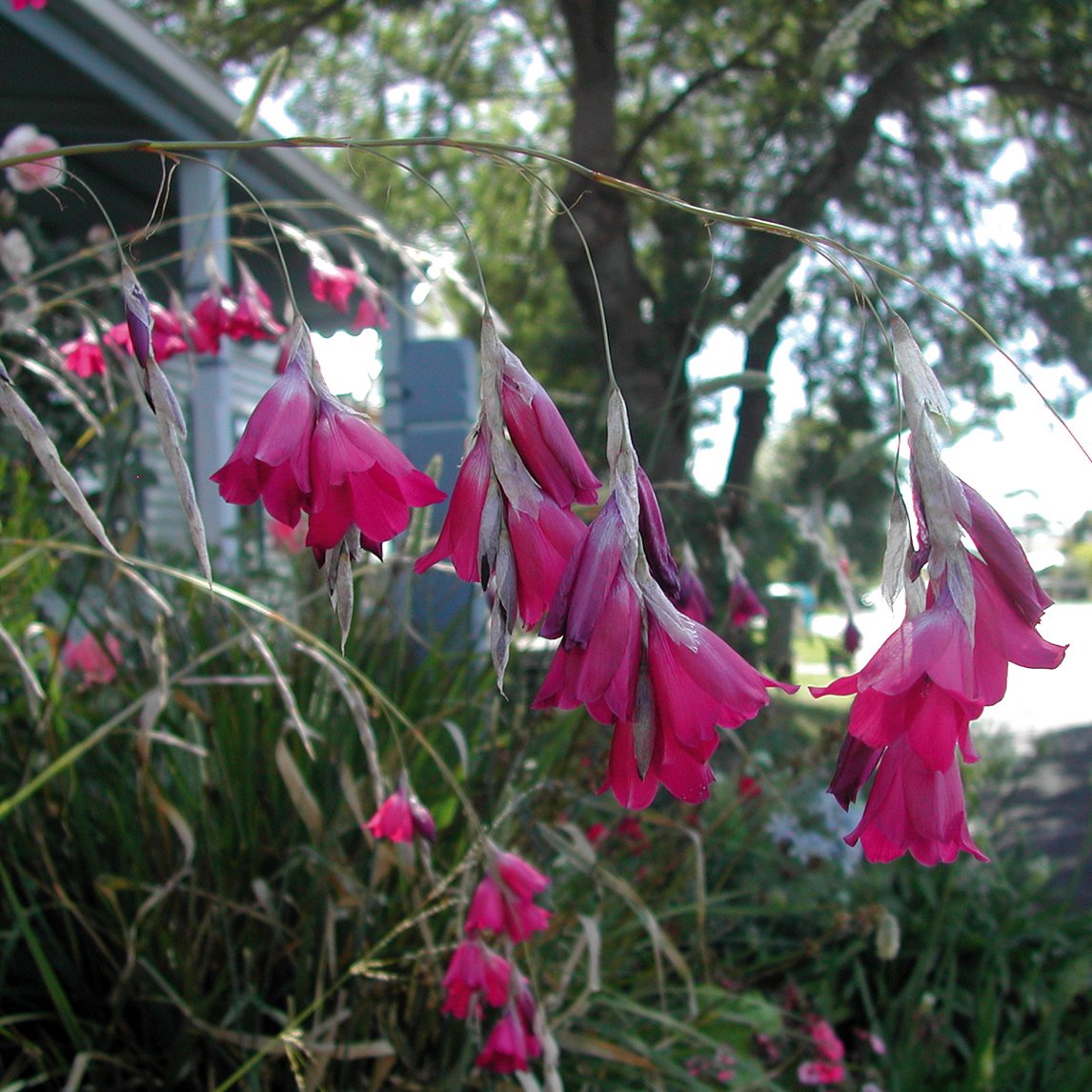 Fairy's Fishing Rod 'Raven' – The Diggers Club