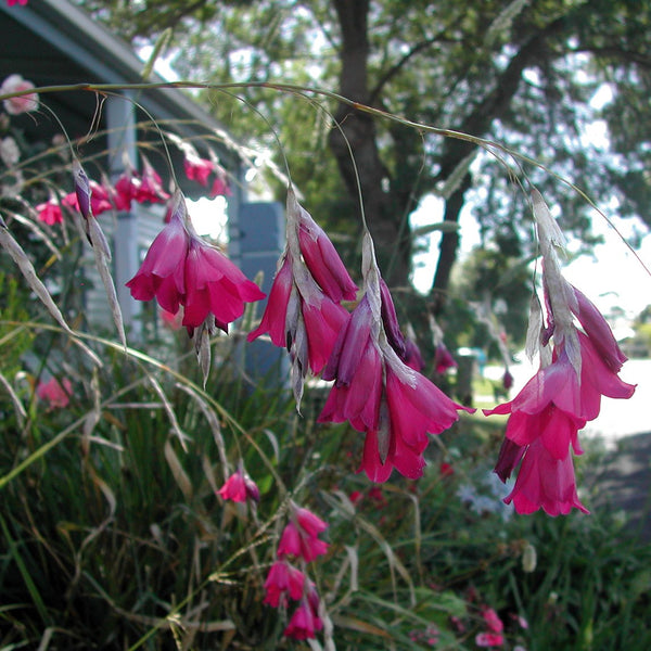 Fairy's Fishing Rod 'Raven' – The Diggers Club