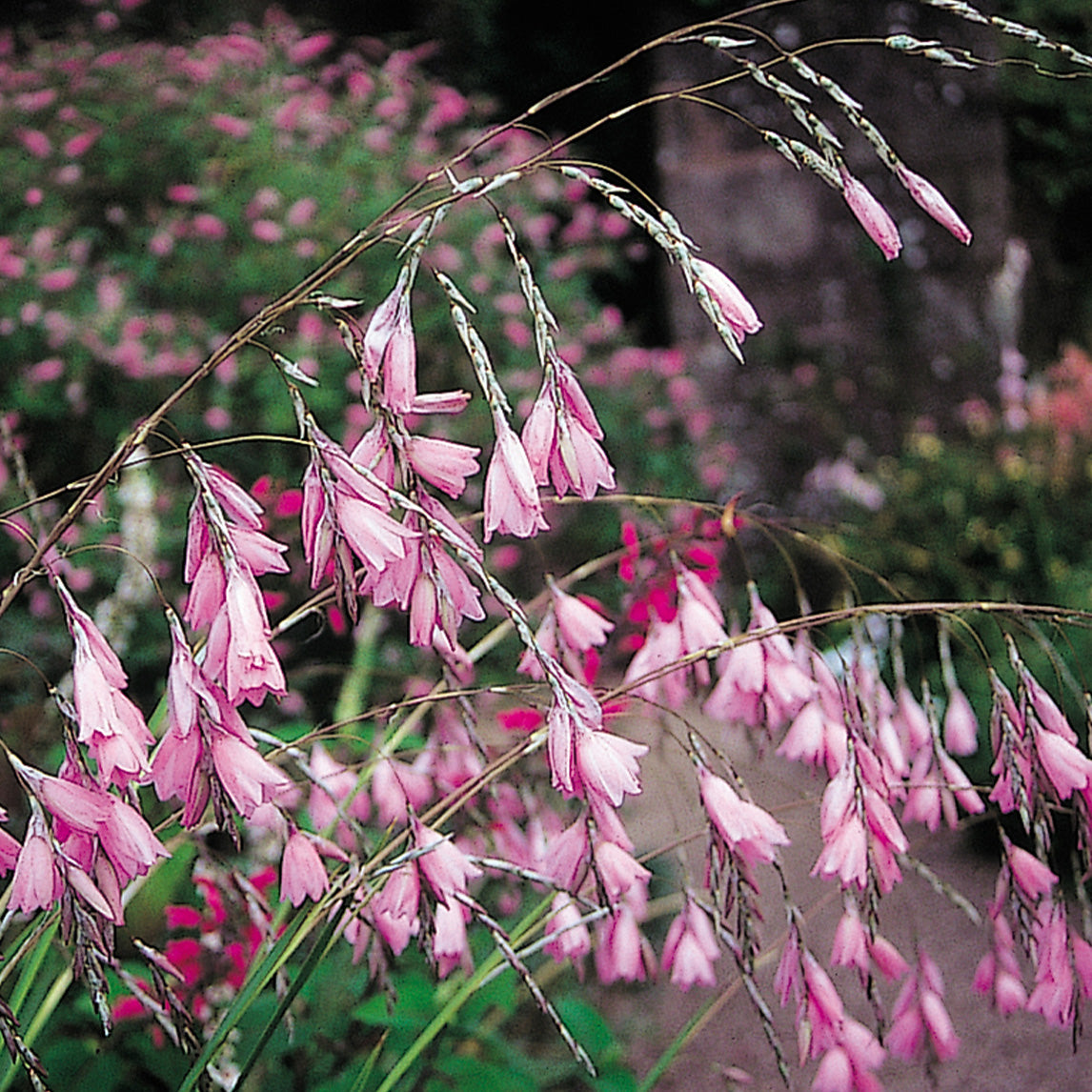 Fairy s Fishing Rod Pink The Diggers Club