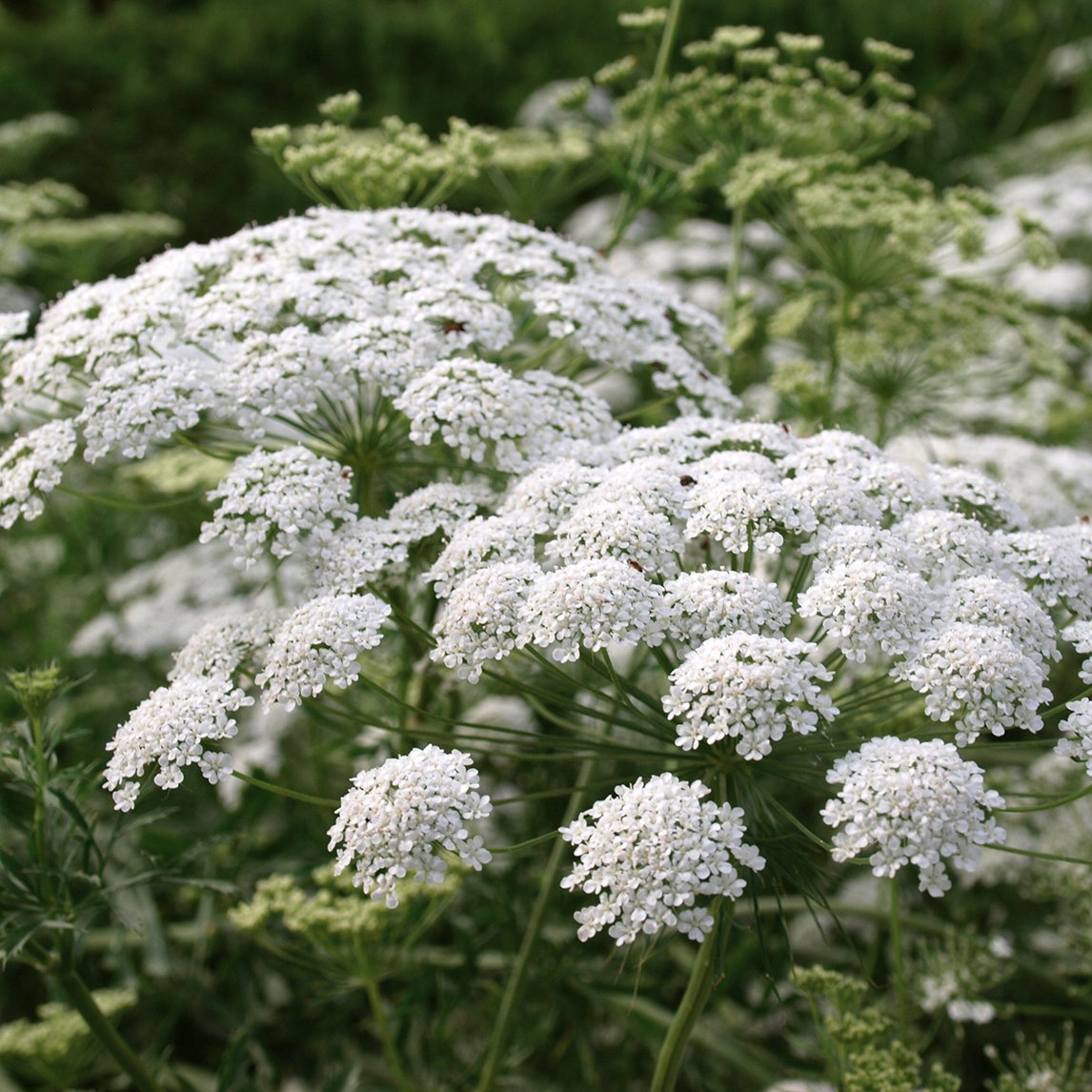 Queen Anne's Lace (Wild Carrot)  Missouri Department of Conservation