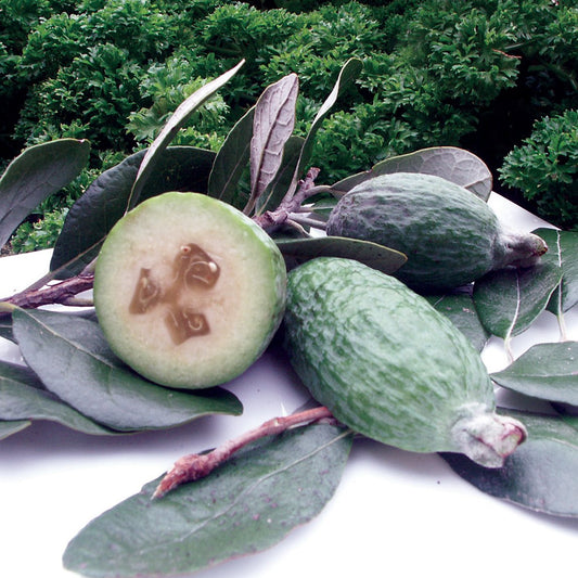 Feijoa syn. Pineapple Guava