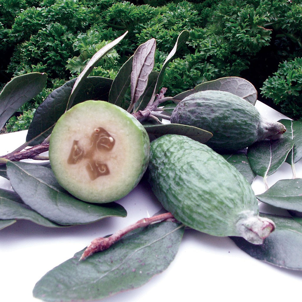 Pineapple Guava Tree Amazon.com : 9EzTropical Pineapple Guava