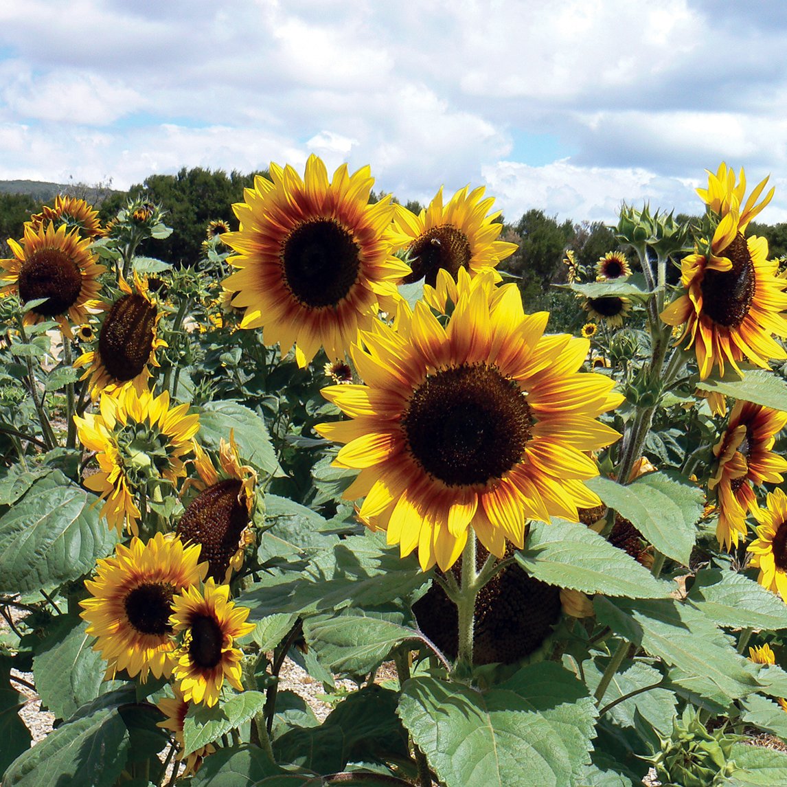 Field Of Sunflowers Collection