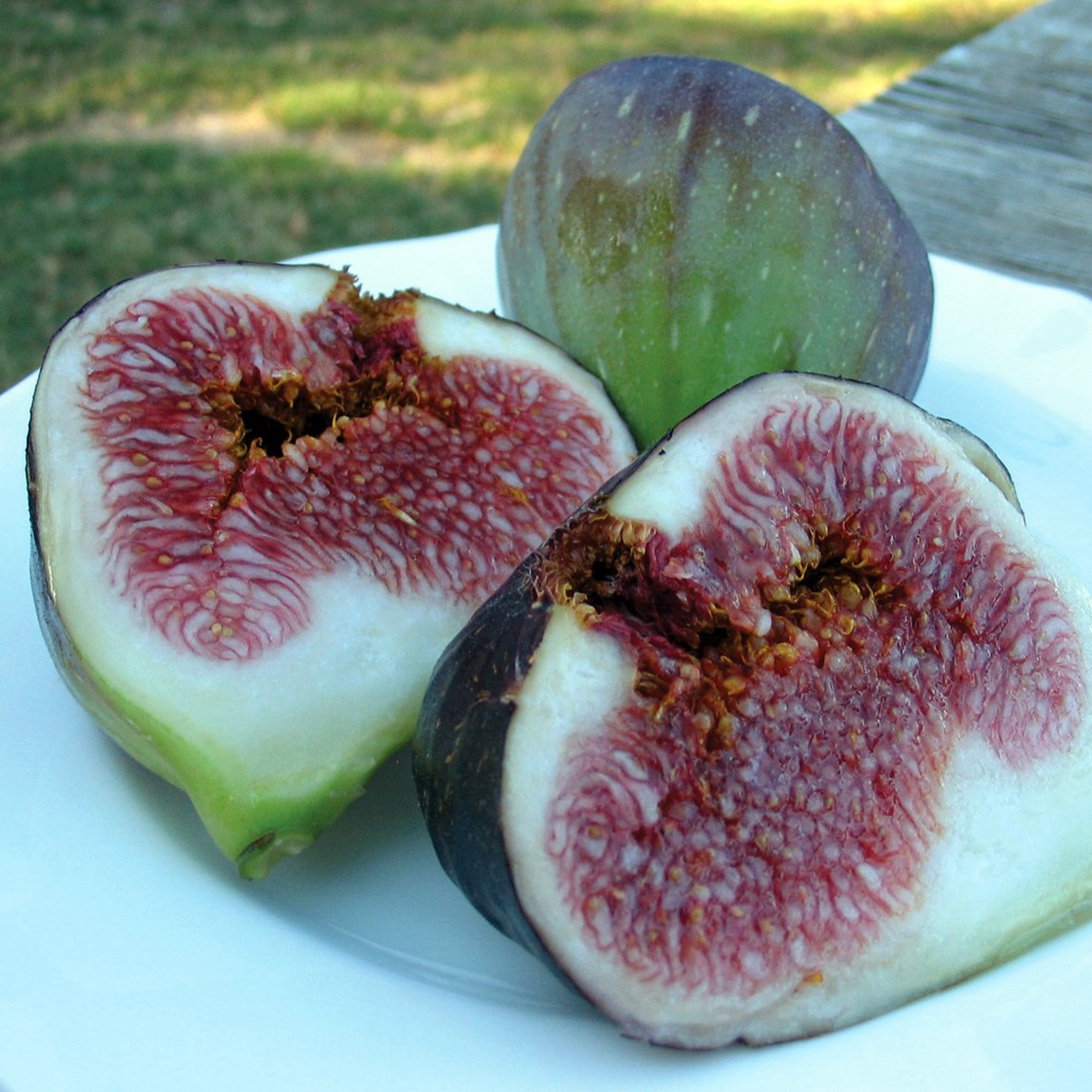 Fig 'Black Genoa'