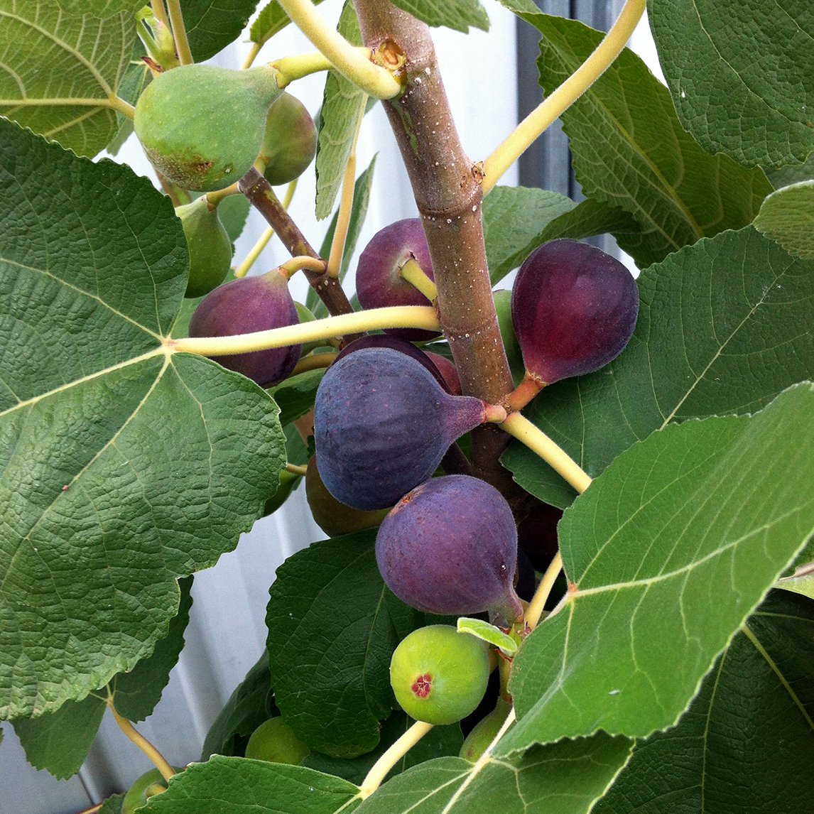Fig - The Diggers Club