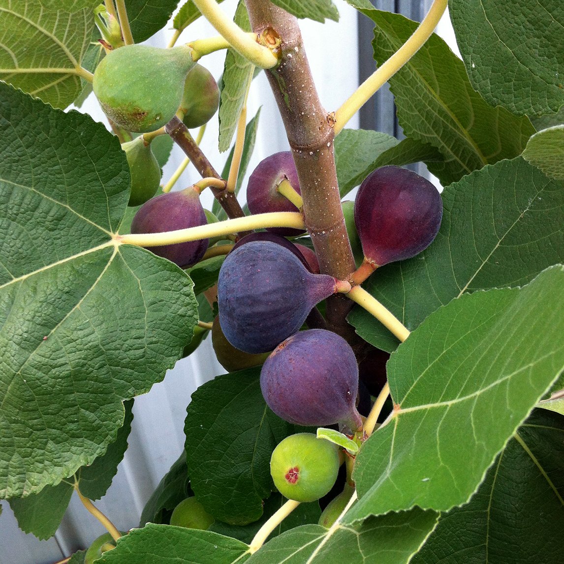 Fig 'Diggers Purple Heart'