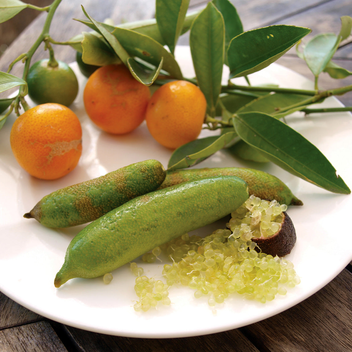 Finger Lime