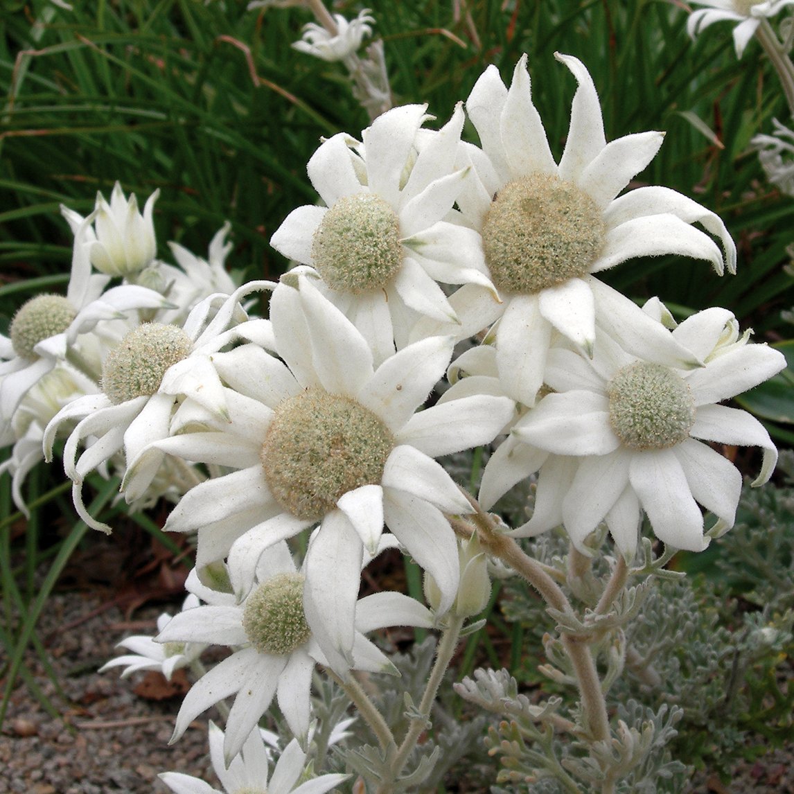 Flannel Flower