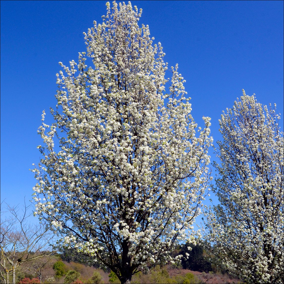 Flowering Pear