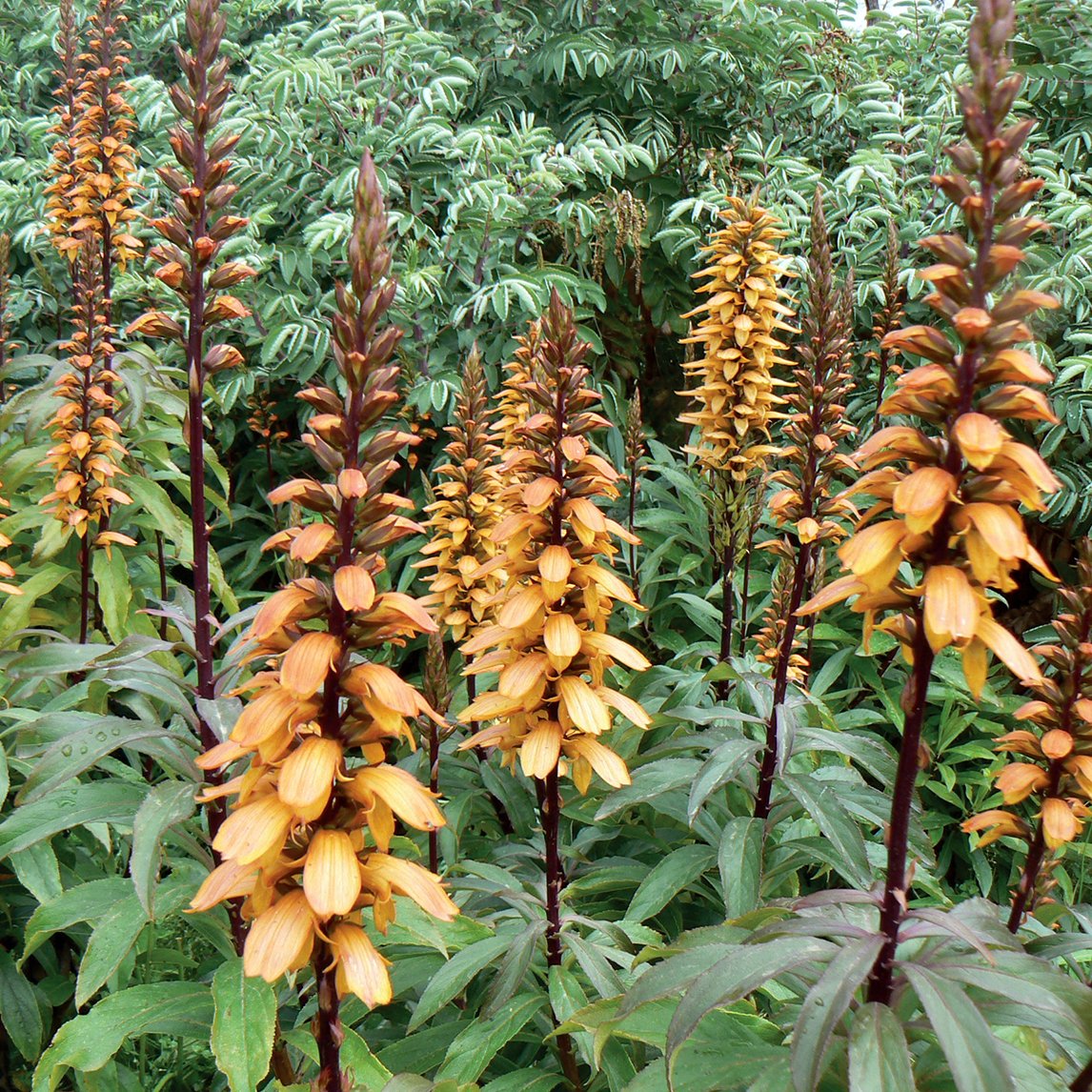 Foxglove 'Canary Island'