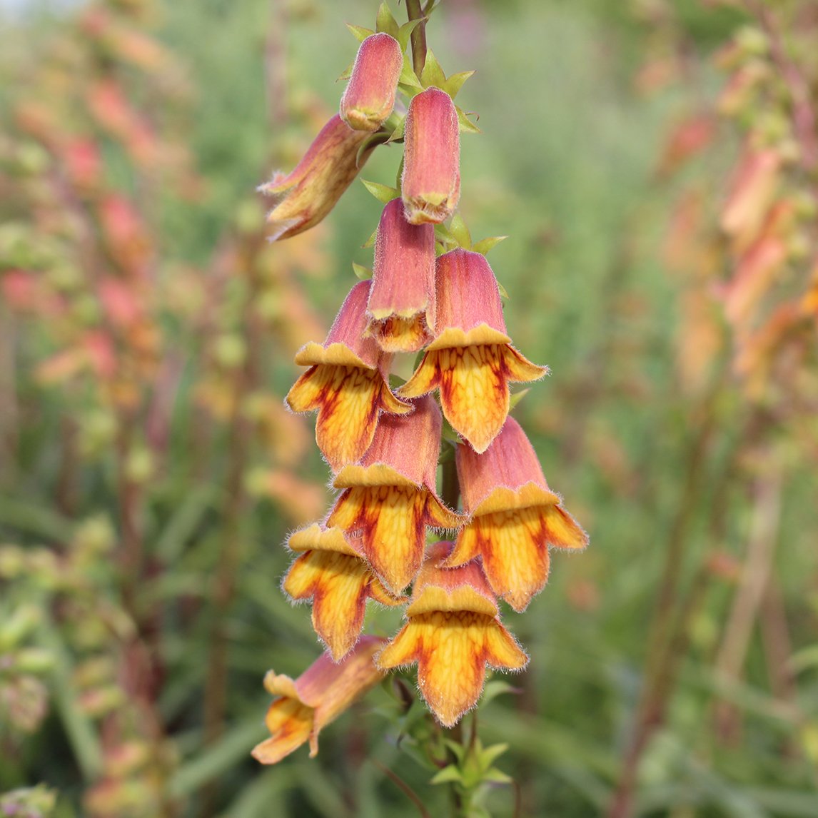 Foxglove ‘Dusky Maid’