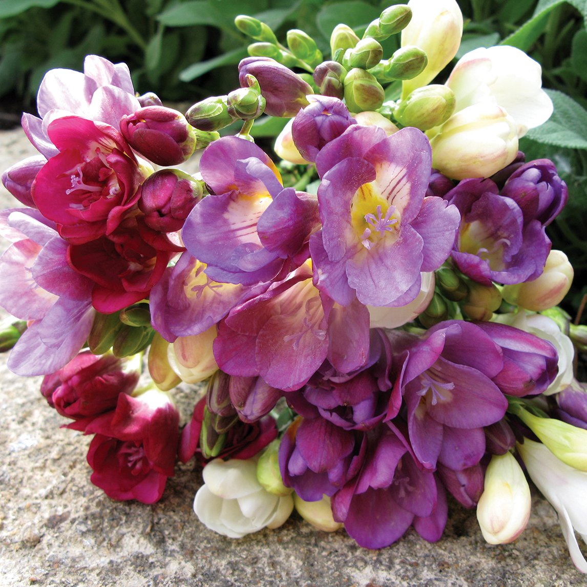 Freesia Diggers Mix